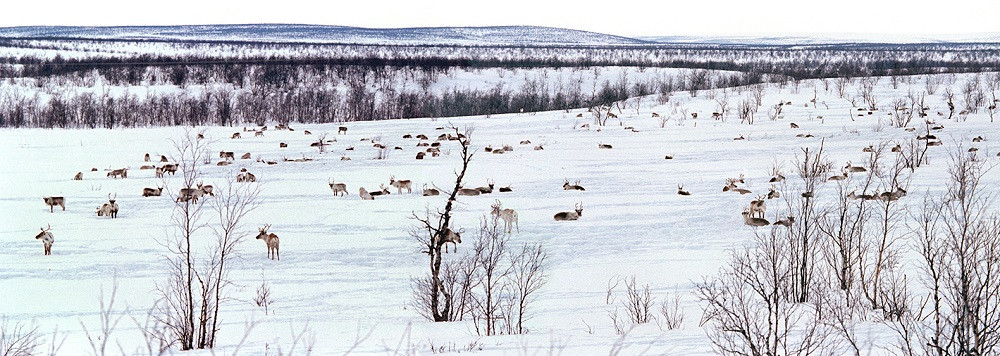 tundra-landscape-2-copy